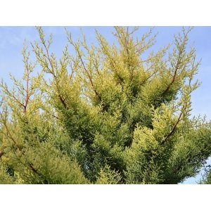 Cypruštek arizónsky (Cupressus arizonica) ´FASTIGIATA AUREA´ - výška 150-175 cm, kont. C18L